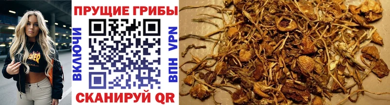 Псилоцибиновые грибы мицелий Барнаул